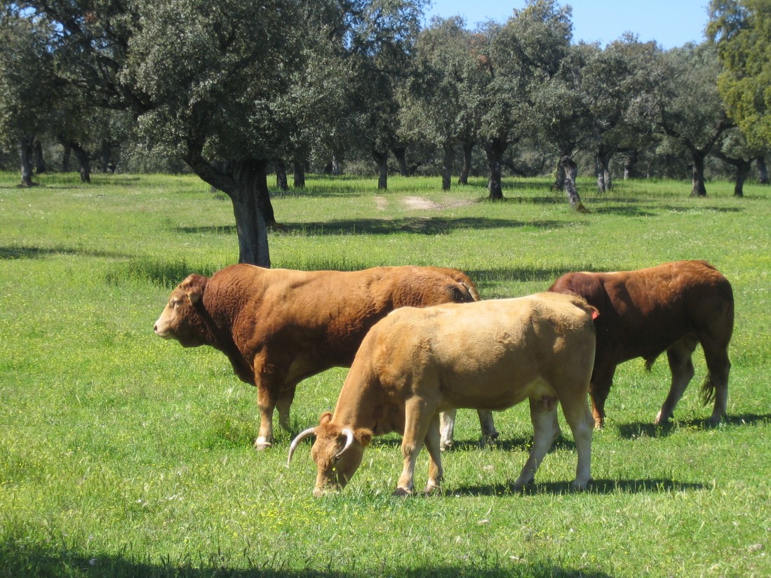 La profesión veterinaria ante los retos de la ganadería extensiva