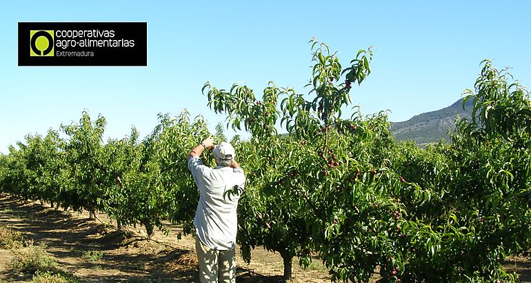 Cooperativas Extremadura cubre todas las ofertas para trabajar en sus entidades socias