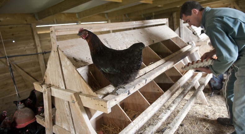 Los productores de carne de aves de corral y de huevos piden a la CE mejorar la gestión de las importaciones
