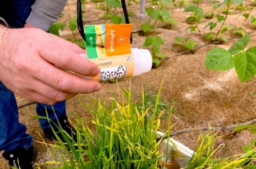Aphiscout y Aphipar, las soluciones de Koppert para el control biológico del pulgón
