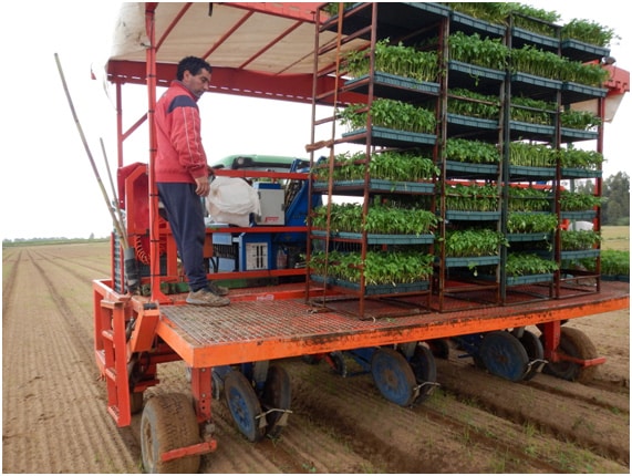 Los agricultores extremeños comienzan a plantar las 24.000 hectáreas dedicadas a tomate esta campaña