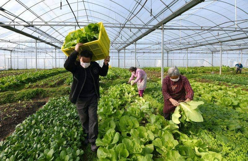 Covid-19: Wojciechowski dice a los eurodiputados que “no hay dinero extra para intervenir los mercados agrarios”