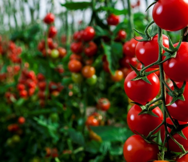 FEPEX plantea tres medidas para contribuir a la resiliencia del sector hortofrutícola