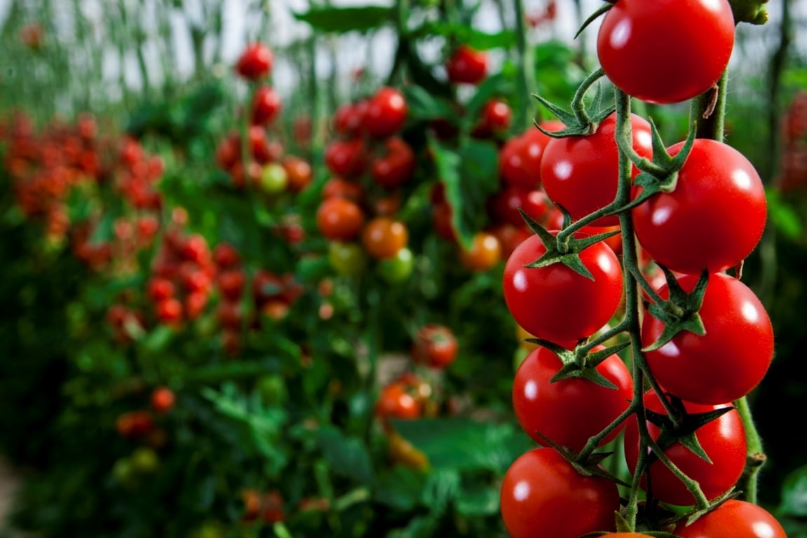 FEPEX plantea tres medidas para contribuir a la resiliencia del sector hortofrutícola