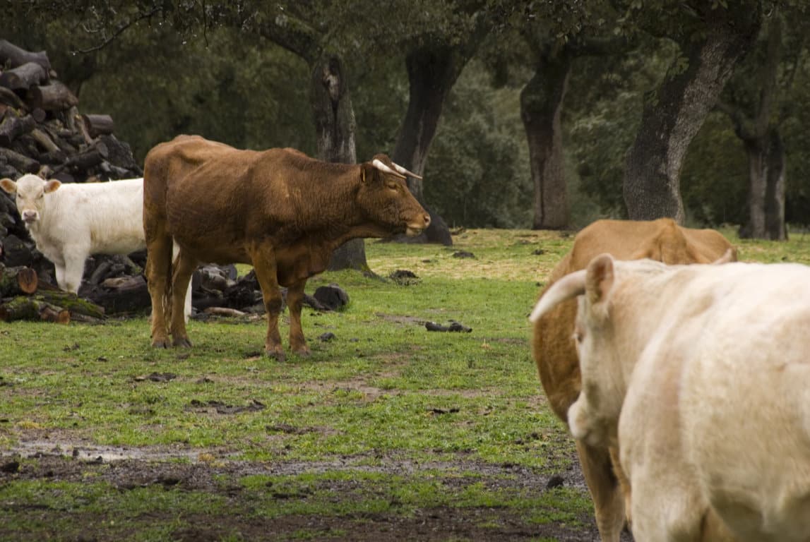 Covid-19: el sector vacuno de carne pide medidas a corto y medio plazo