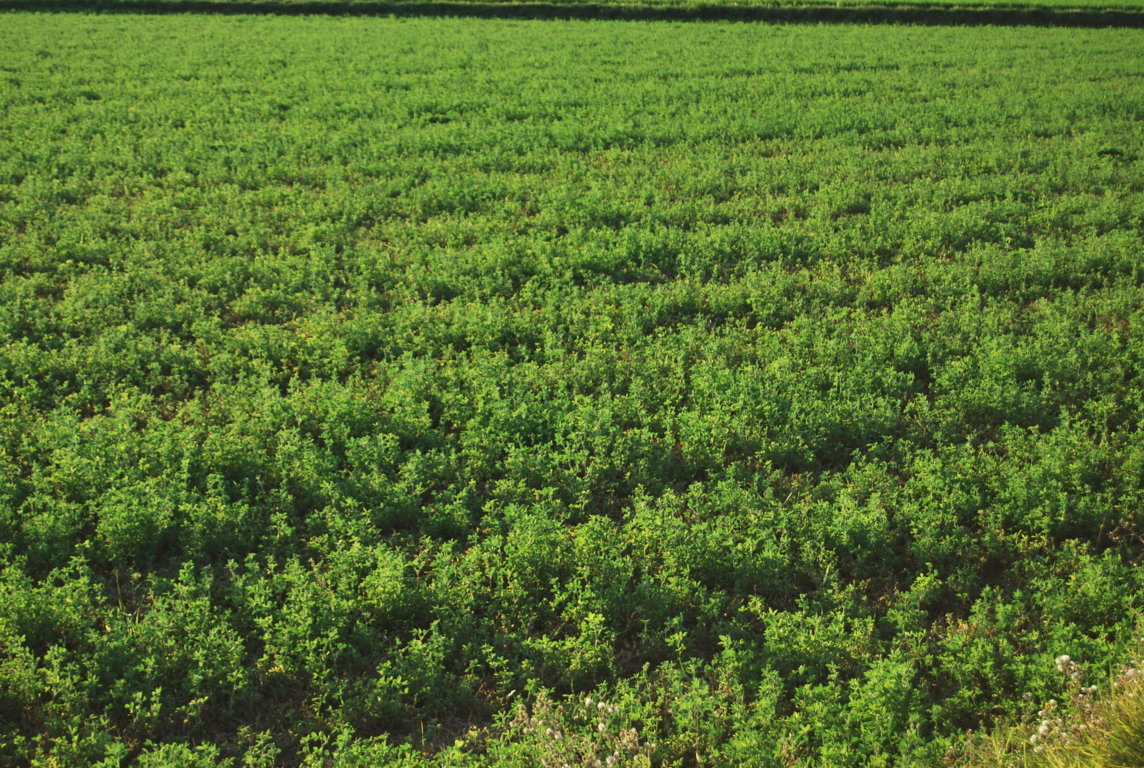 El sector de la alfalfa deshidratada eleva a más de 1,4Mt su producción en la campaña 2019/2020