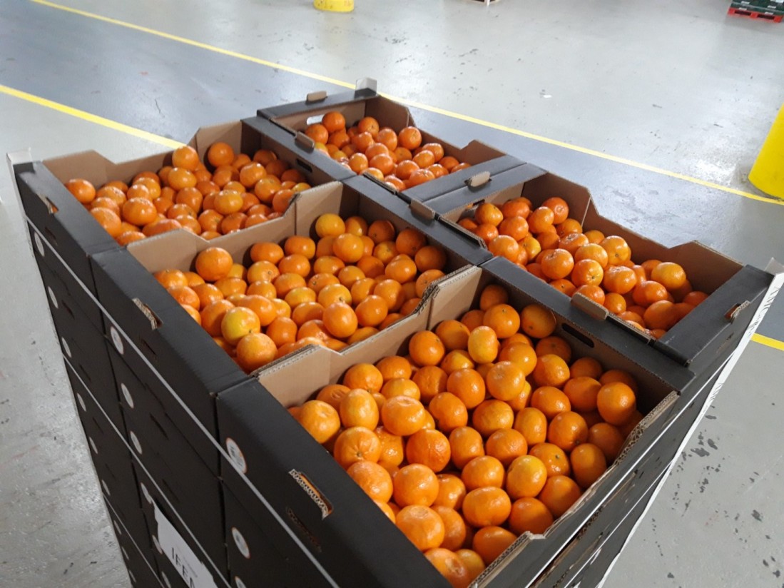 Covid-19: Los productores de mandarina Orri donan 1.000 kg de esta variedad al hospital de campaña de Ifema