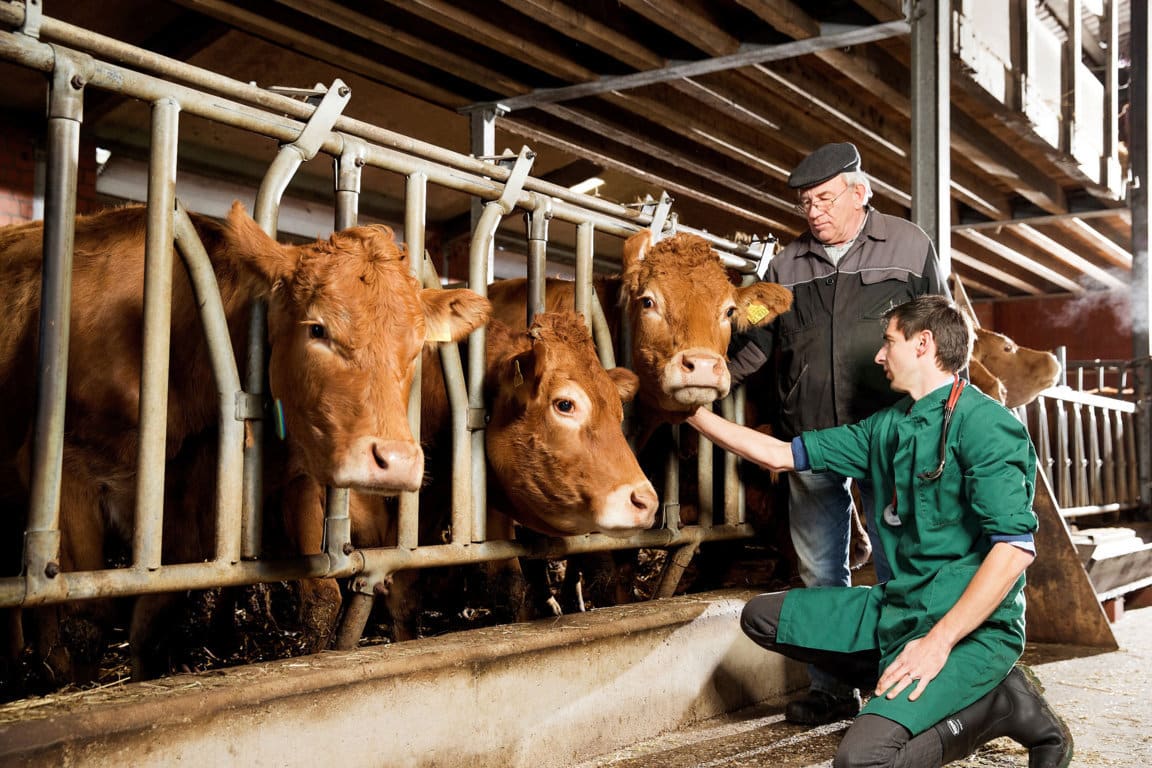 La OCV subraya el papel “plurifacético e imprescindible” de los veterinarios en su Día Mundial