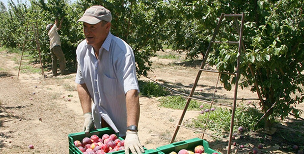 Preocupación al inicio de la campaña de fruta de hueso sin precios, ni contratos en el campo