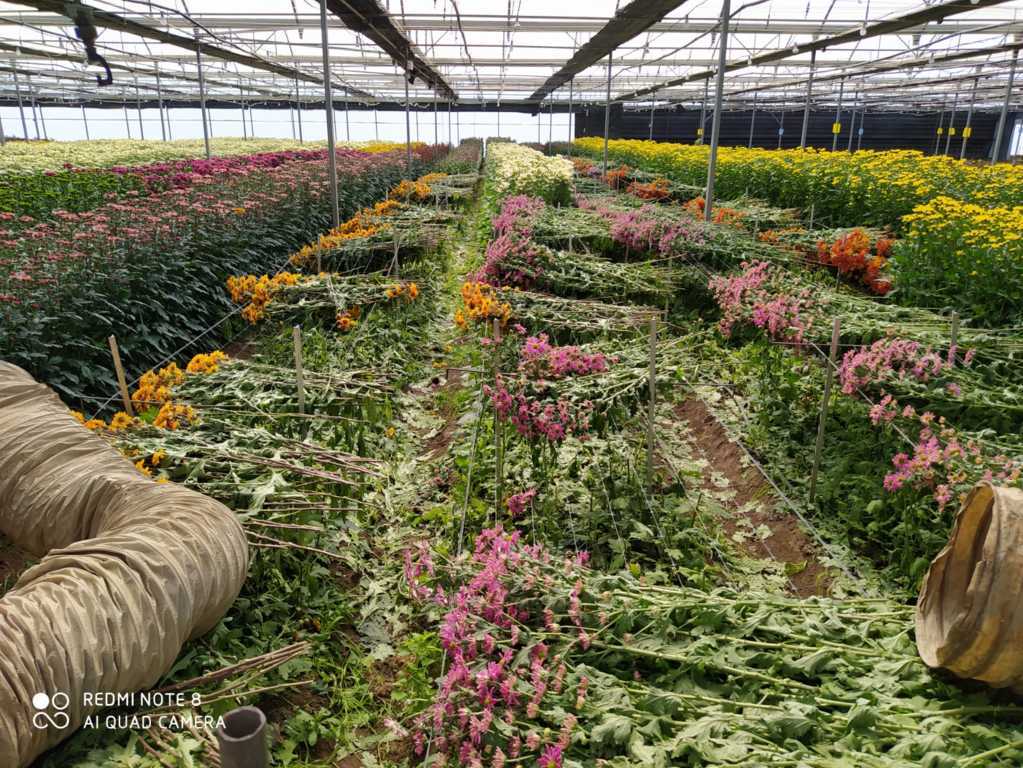 Asociaflor-Andalucía estima pérdidas de 270 M€ en el sector de la flores y plantas