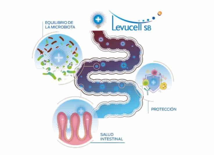 Lallemand propone Levucell SB para mejorar el rendimiento de las cerdas hiperprolíficas