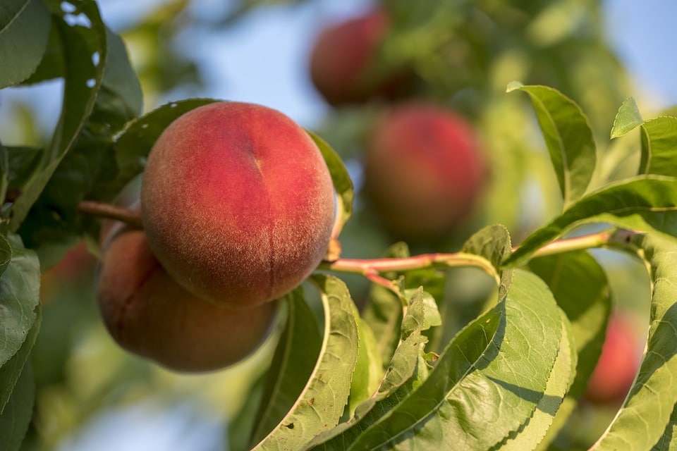 Covid-19: Alas distribuirá mascarillas FFP2 entre los agricultores y operarios de Murcia y Andalucía