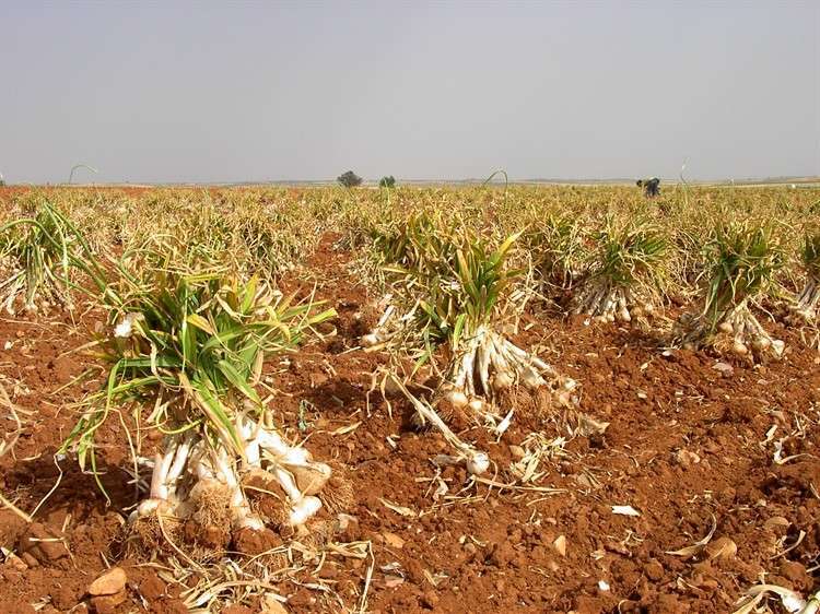 Productores de ajo consideran insuficientes las medidas para paliar la falta de mano de obra