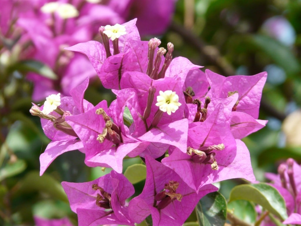 Reactivación del sector de flores y plantas a través de la venta online