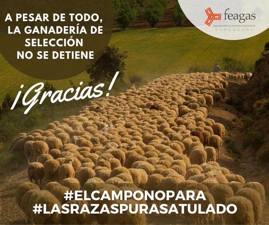 Feagas pone en marcha #LasRazasPurasATuLado para promover el consumo de productos de selección