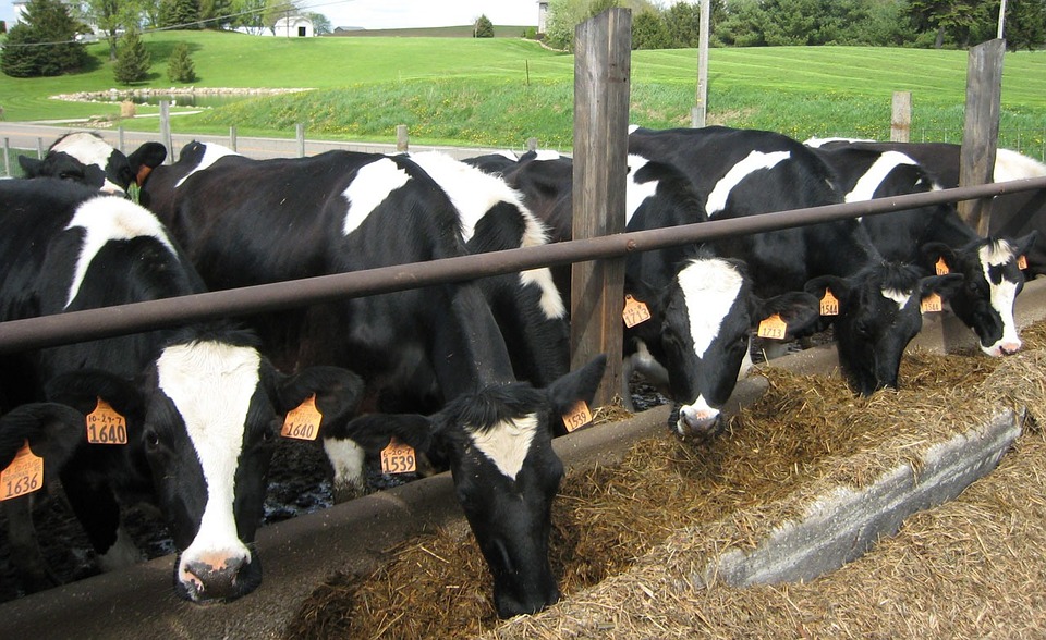 Publicadas las bases zootécnicas para el cálculo del balance alimentario de nitrógeno y fósforo en bovino y ovino