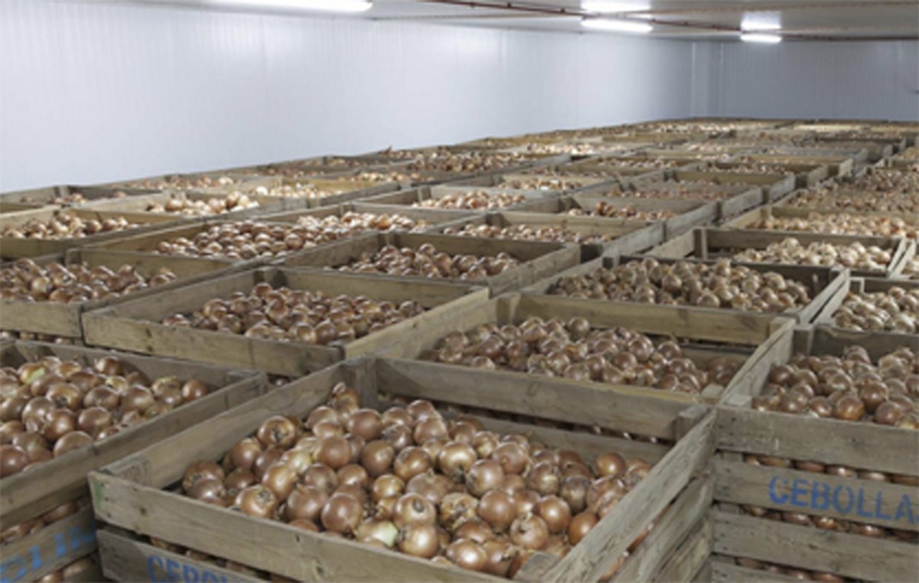 Productores de Castilla-la Mancha alertan de la complicada situación del mercado de la cebolla