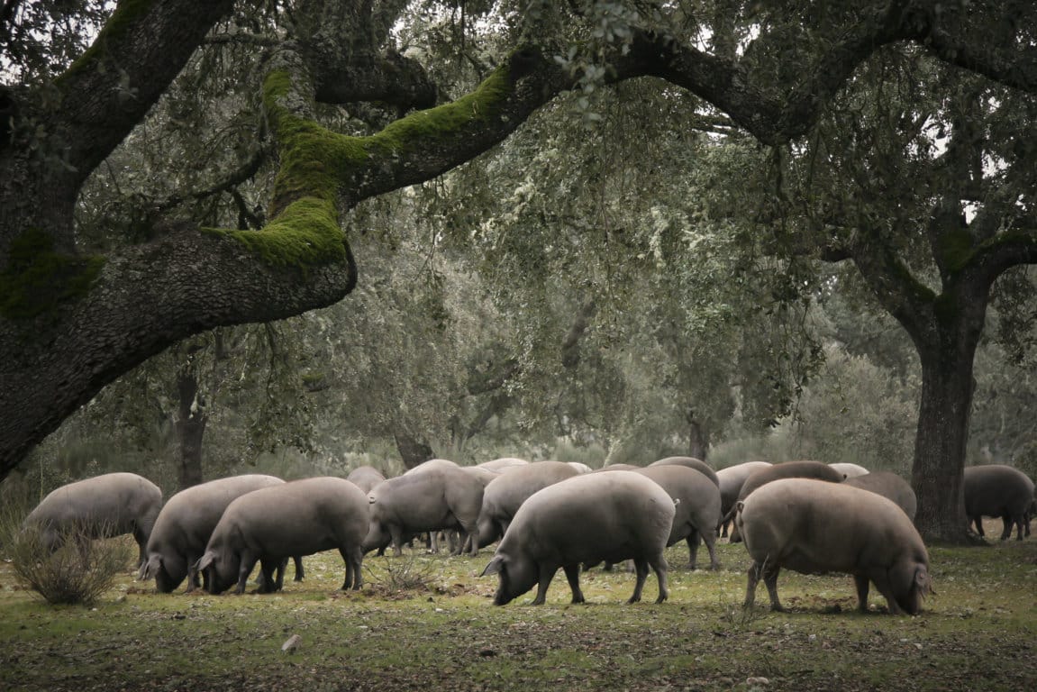 Covid-19: alertan sobre la situación límite en el sector del cerdo Ibérico