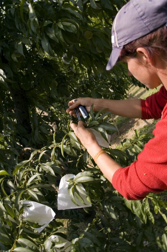 El COPA-Cogeca solicita a la CE que establezca medidas excepcionales para el amplio sector de frutas y hortalizas