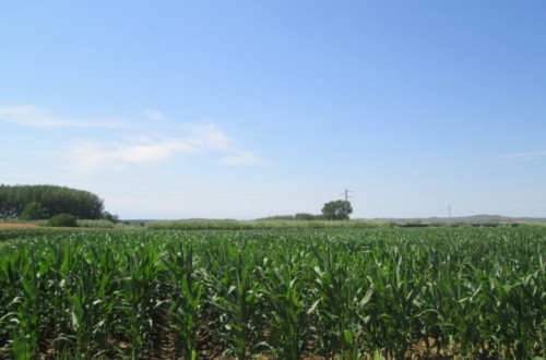 Nuevas variedades comerciales de maíz para grano de los ciclos 400 y 500