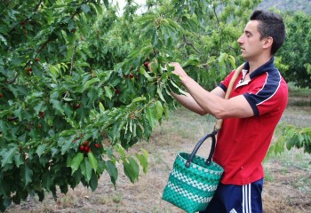 Agricultura destina 450.000 euros a apoyar a explotaciones de cereza afectadas por el clima en la Comunitat Valenciana
