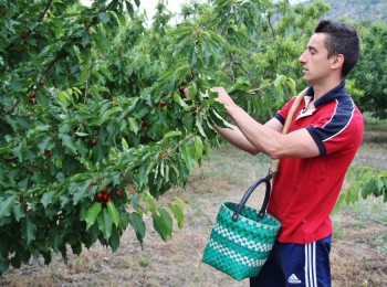 Agricultura destina 450.000 euros a apoyar a explotaciones de cereza afectadas por el clima en la Comunitat Valenciana