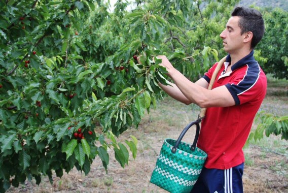 Agricultura destina 450.000 euros a apoyar a explotaciones de cereza afectadas por el clima en la Comunitat Valenciana