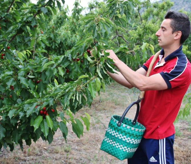 Agricultura destina 450.000 euros a apoyar a explotaciones de cereza afectadas por el clima en la Comunitat Valenciana