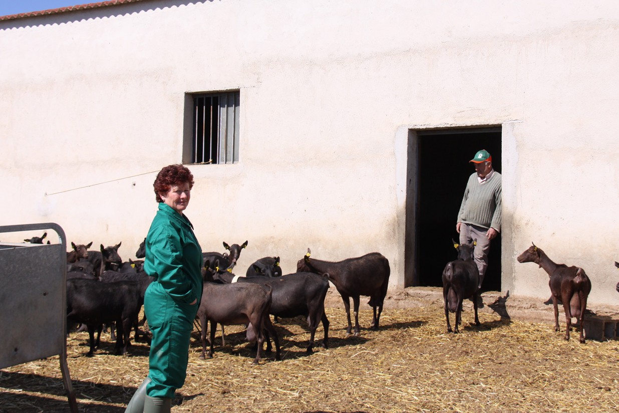 Covid-19: UPA propone ayudar a los ganaderos de caprino a reducir un 10% su producción láctea