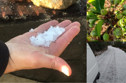 Miles de hectáreas de cerezas quedan arrasadas por el granizo en La Vera y el Jerte en la provincia de Cáceres