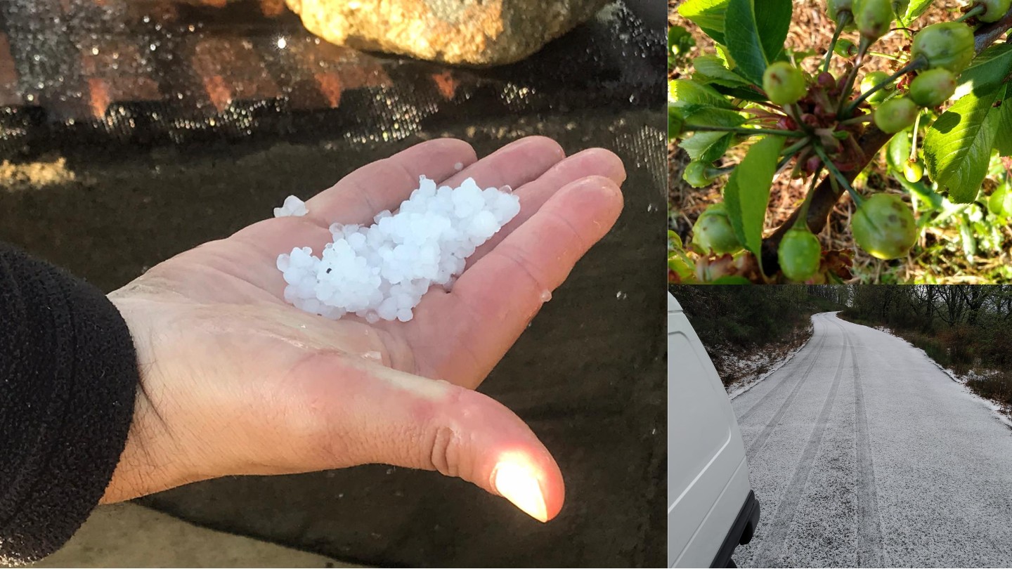 Miles de hectáreas de cerezas quedan arrasadas por el granizo en La Vera y el Jerte en la provincia de Cáceres