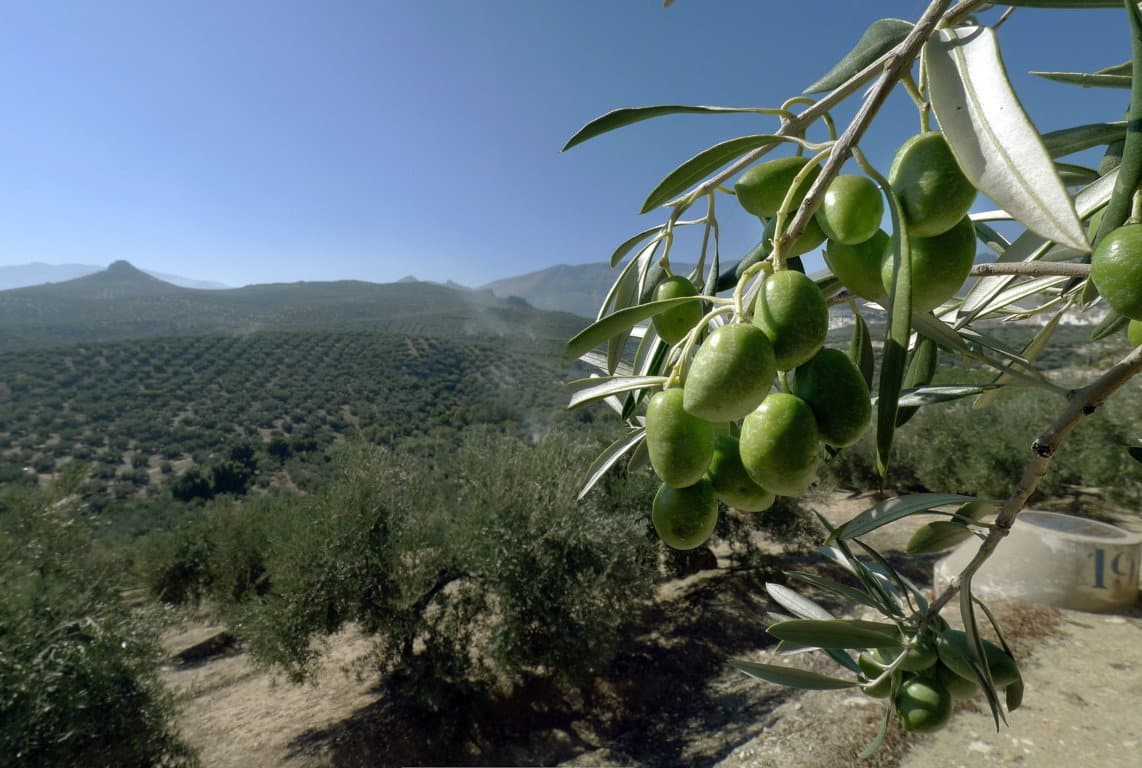 La producción comunitaria de aceite de oliva se queda por debajo de 1,9 Mt en 2019/20