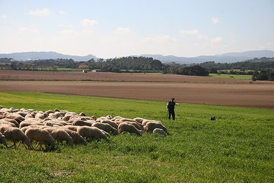 Covid-19: UPA reclama las ayudas al almacenamiento para todos los sectores afectados