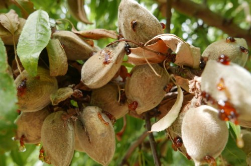 La mancha bacteriana, una enfermedad de gran expansión en el cultivo del almendro en España