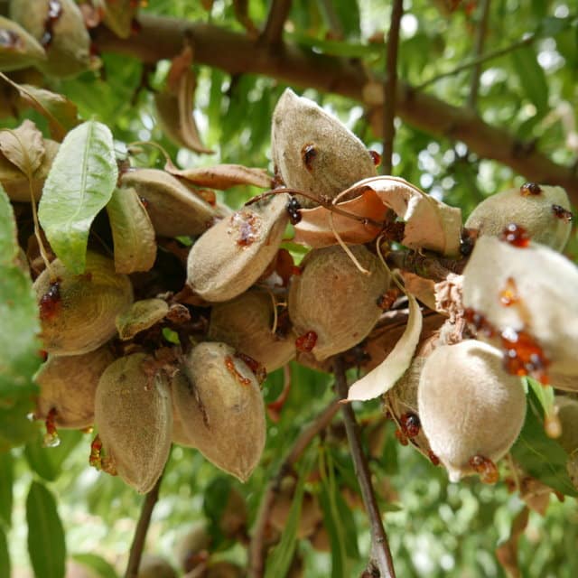 La mancha bacteriana, una enfermedad de gran expansión en el cultivo del almendro en España