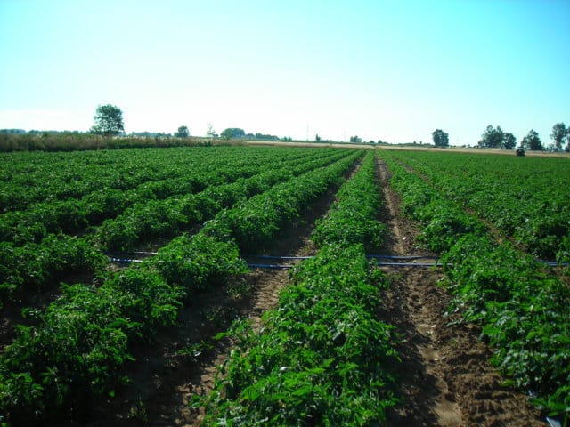 Ensayos con Kiplant AllGrip muestran incrementos de producción de más del 12% en tomate
