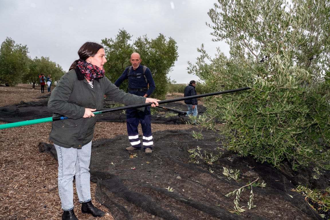 Covid-19: el debilitado sector productor de aceite de oliva y aceituna de mesa lanza un S.O.S urgente a la UE