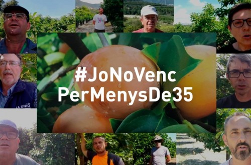 Poductores de caqui inician una campaña para que no se venda la cosecha por debajo de 0,35 euros/kg