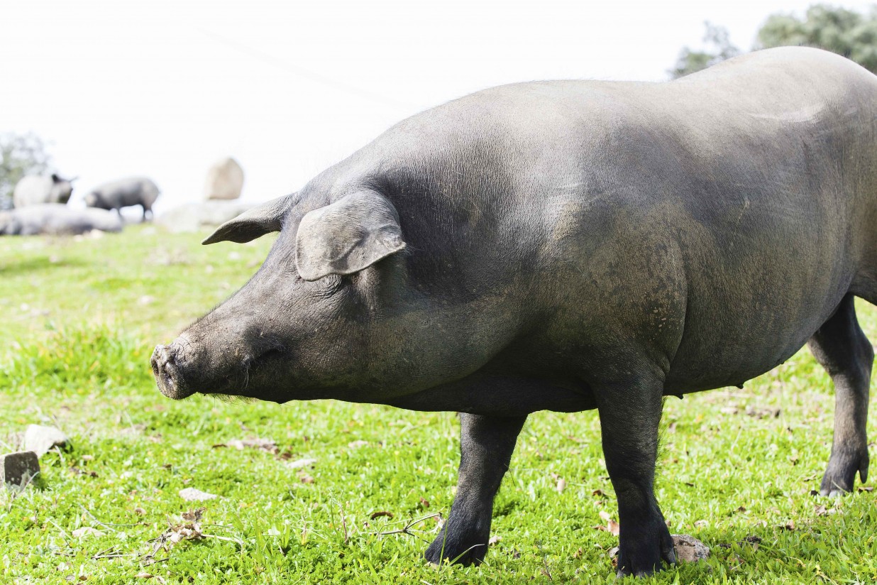 De Heus lanza su nuevo plan nutricional para porcino ibérico