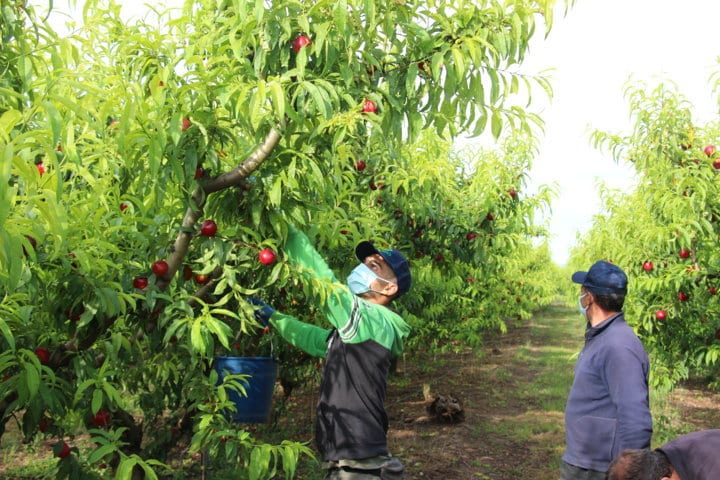 Los trabajadores del campo ya disponen de las mascarillas donadas por AEFA