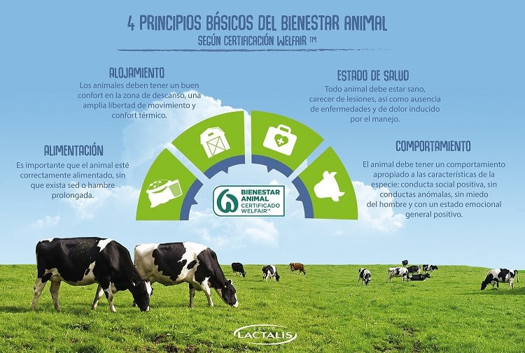 Lactalis certifica a 900 granjas en bienestar animal