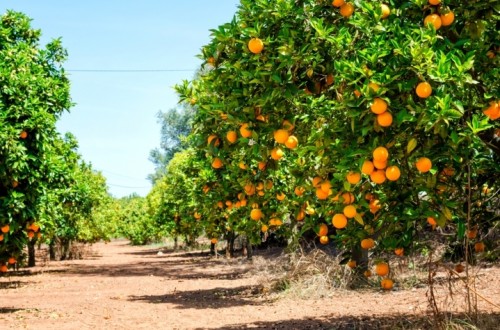 Nutrifluid Impulse, la gama de fertilizantes líquidos de Fertiberia Tech con tecnología eON