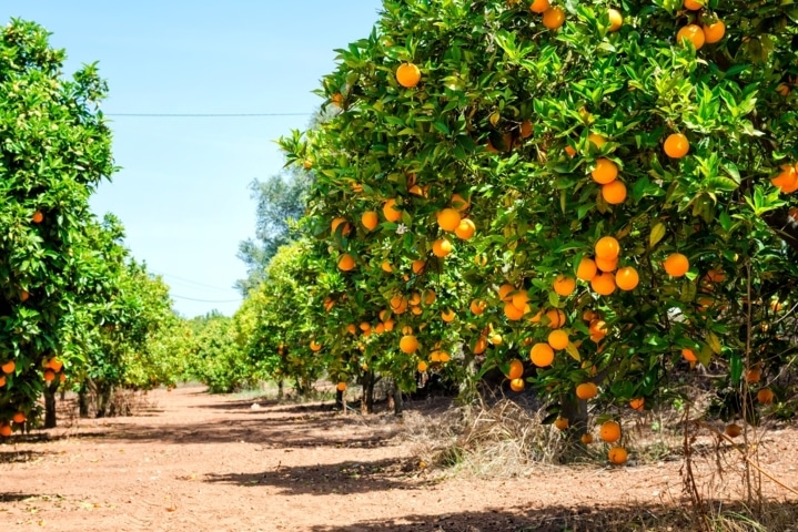 Nutrifluid Impulse, la gama de fertilizantes líquidos de Fertiberia Tech con tecnología eON