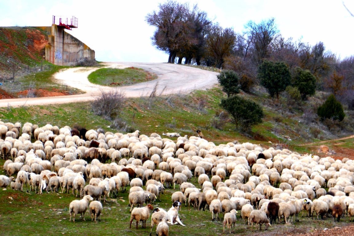 Aprobado por fin el RD 508/2020 de ayudas estatales a las explotaciones de reproductoras de ovino y caprino