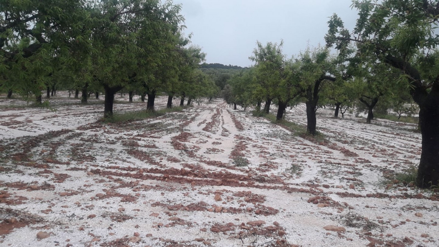 El granizo destrozó miles de hectáreas de cultivos el pasado fin de semana en la Comunidad Valenciana