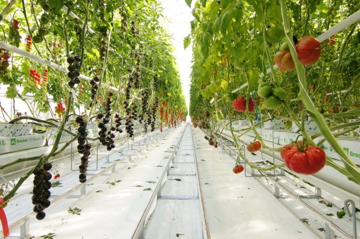 Syngenta inaugura unas nuevas instalaciones para acelerar su innovación en el cultivo del tomate