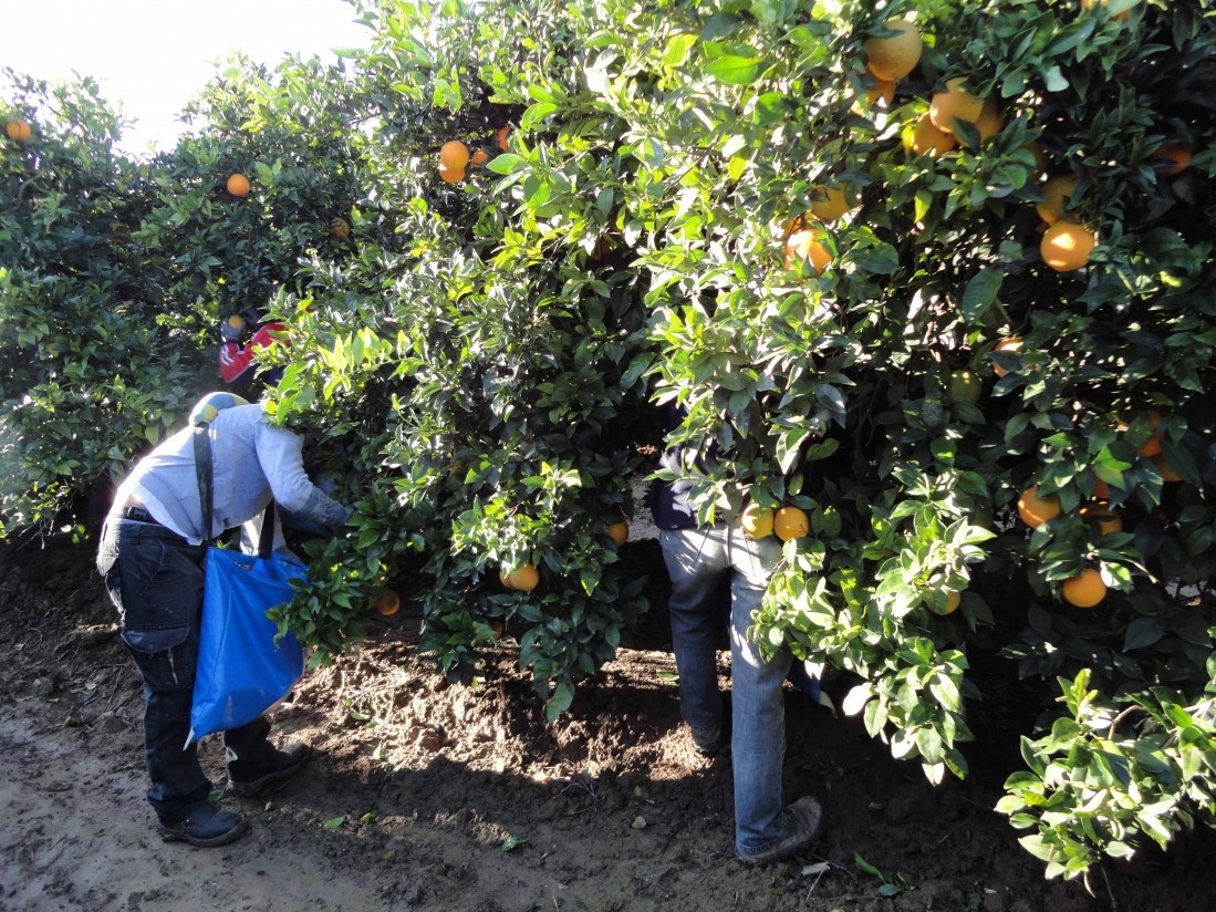 El RD-Ley 19/2020 amplía hasta el 30 de septiembre las medidas extraordinarias sobre empleo agrario temporal