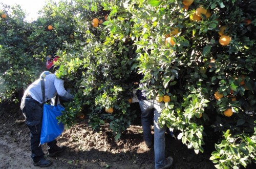 Las cooperativas andaluzas tachan de vejatorio el cuestionario de inspecciones laborales