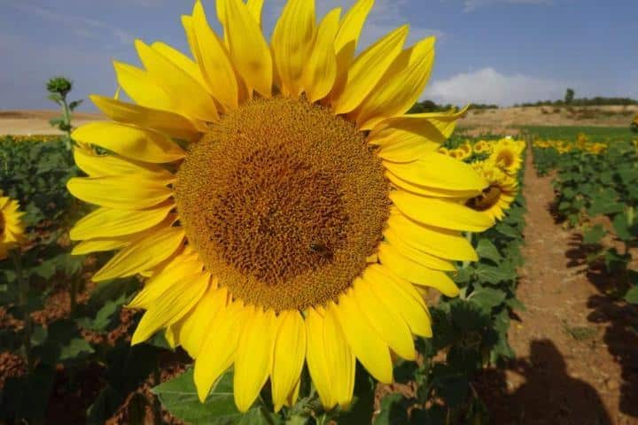 Resultados de los ensayos de nuevas variedades de girasol oleaginoso