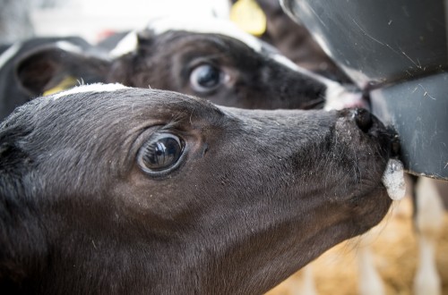 Alimentación calostral e inmunocompetencia de las terneras lecheras